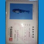 import shiro utsuri omosako 25cm