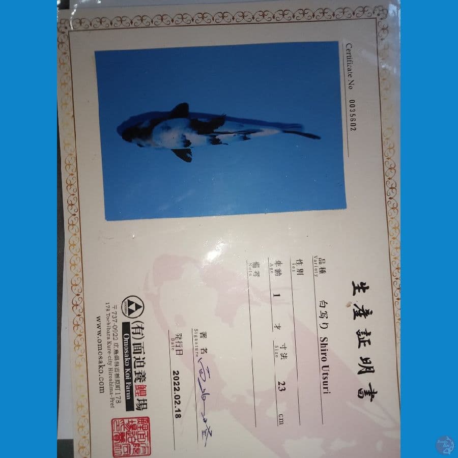 import shiro utsuri 25cm