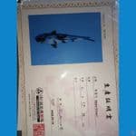 import shiro utsuri 25cm