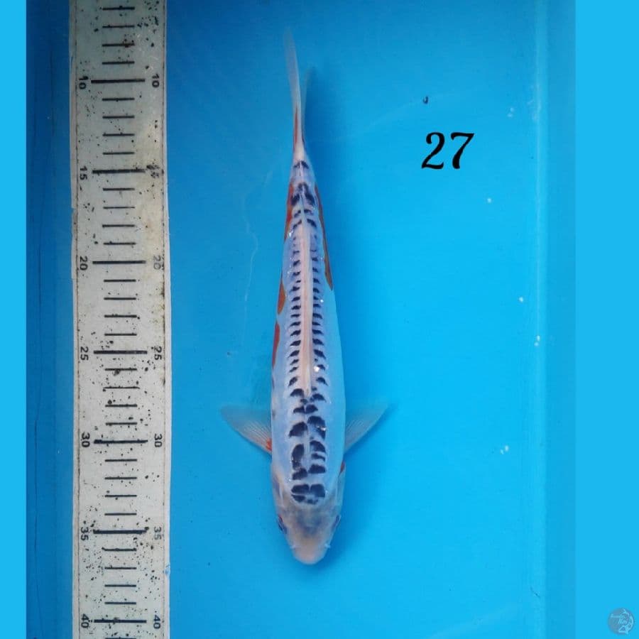shusui 27cm