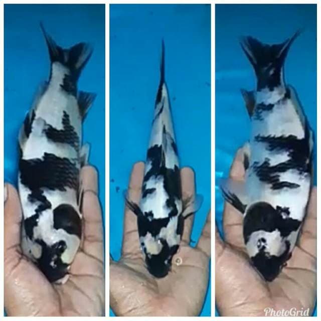 Shiro