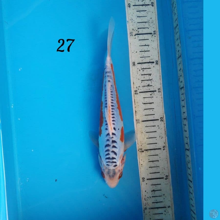 hana shusui 27cm
