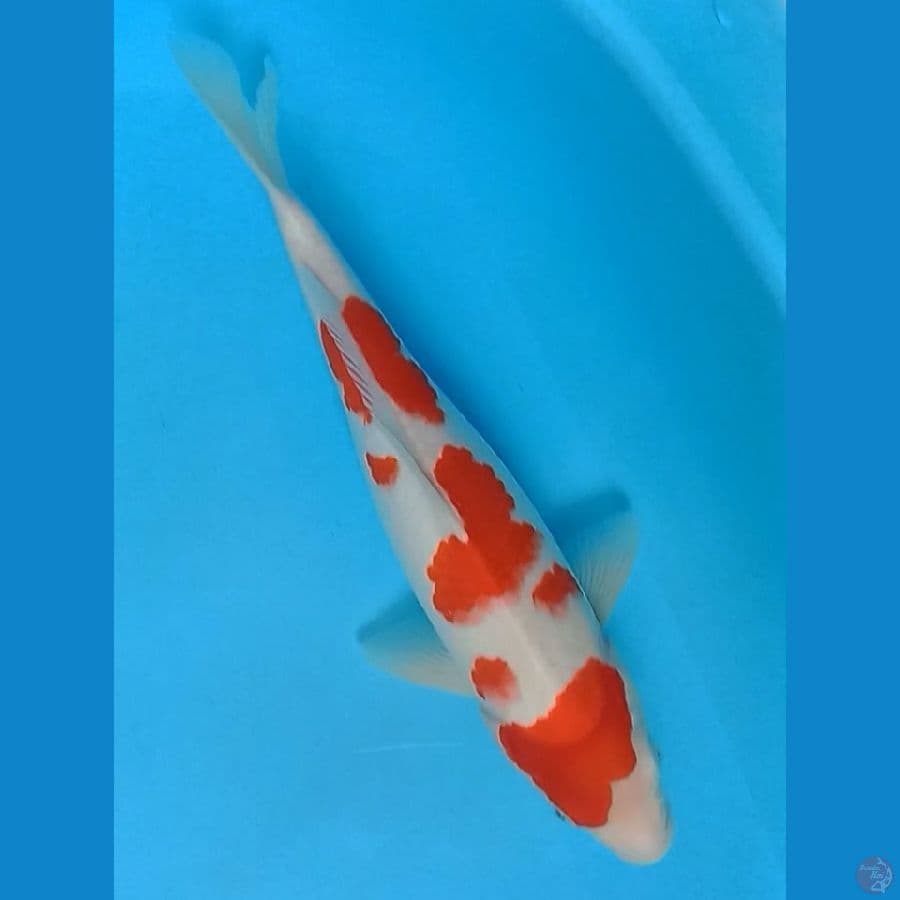 Kohaku