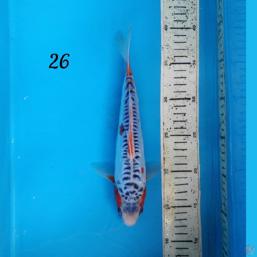 shusui 26cm