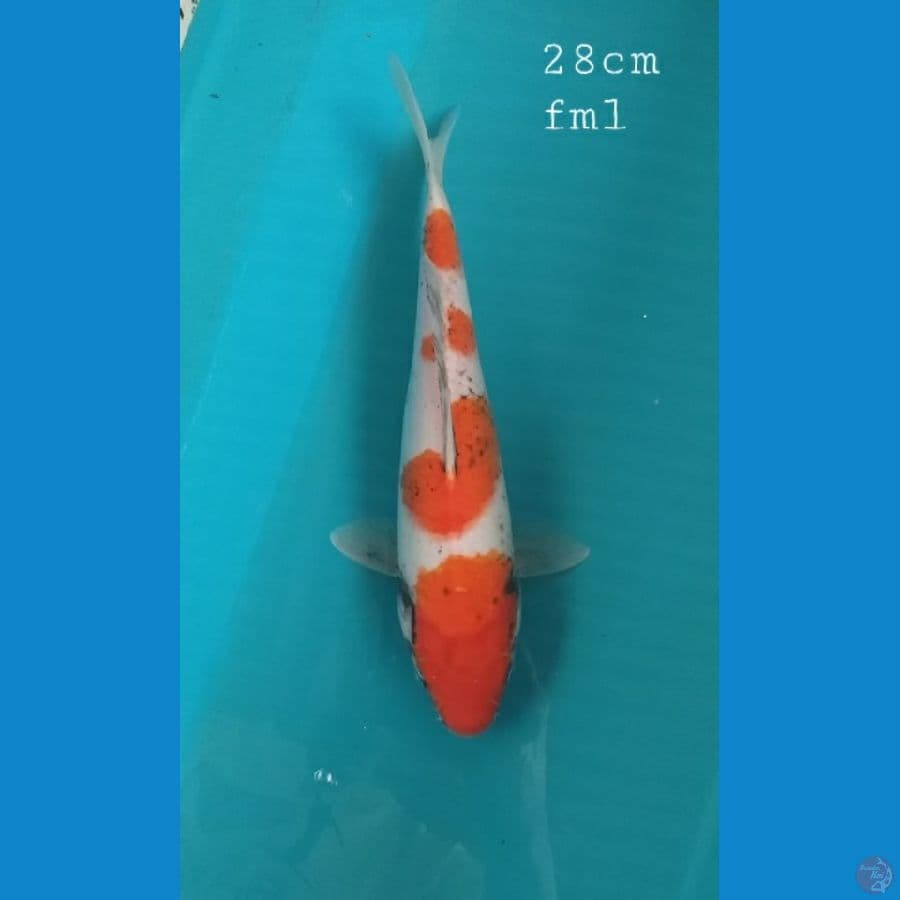 Benimatsukawabake 28cm/fml