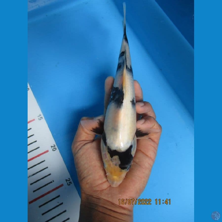 MKC KOI GRUB