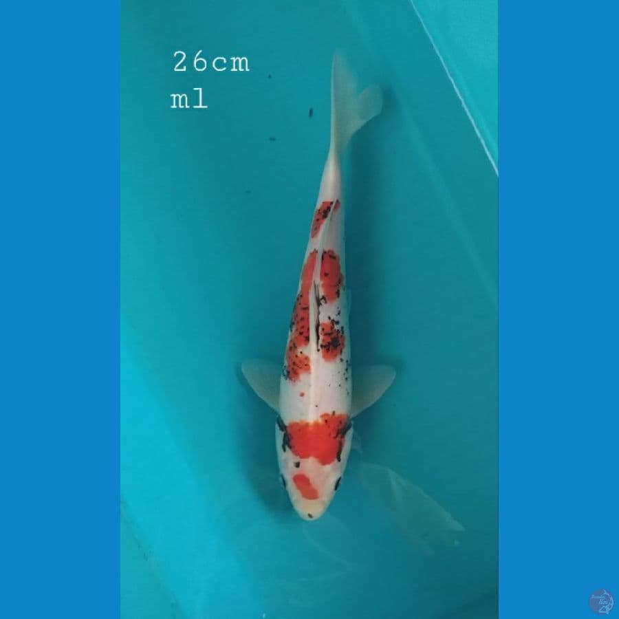 Benimatsukawabake 26cm/ml