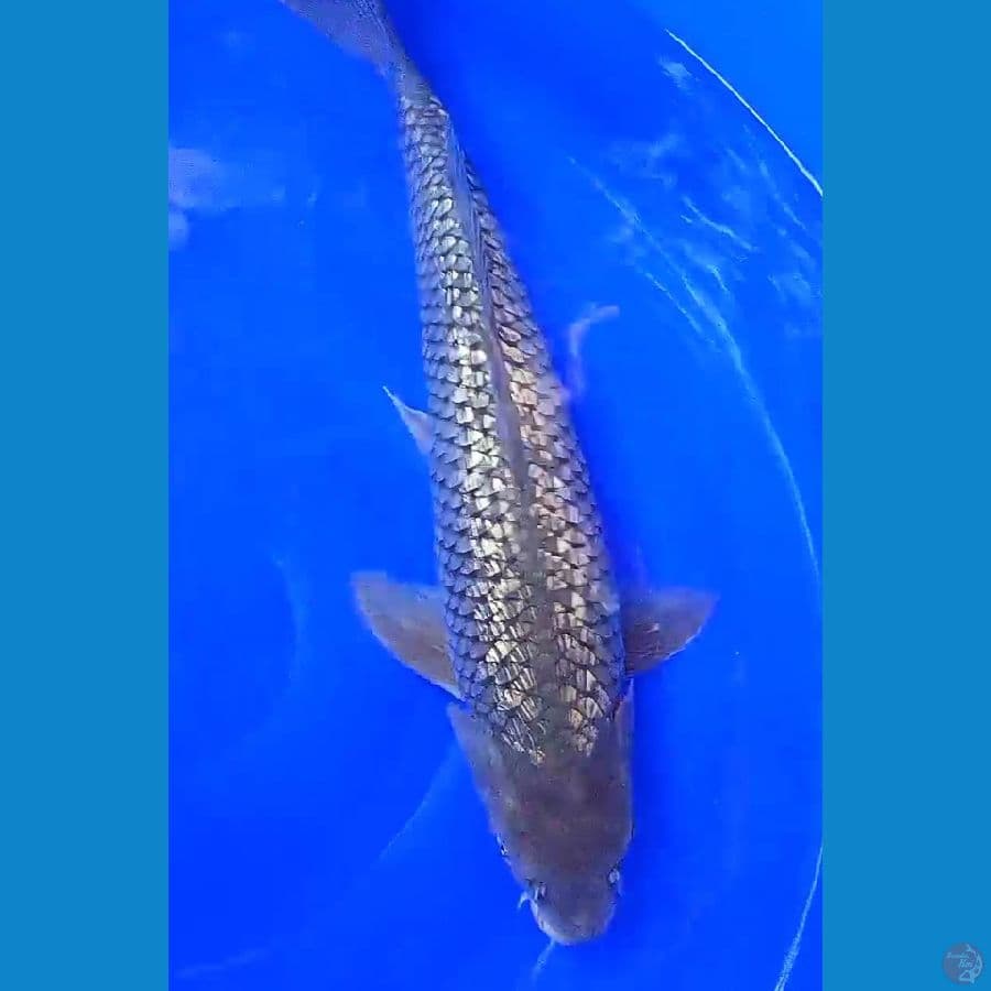 black diamond ginrin 50 cm