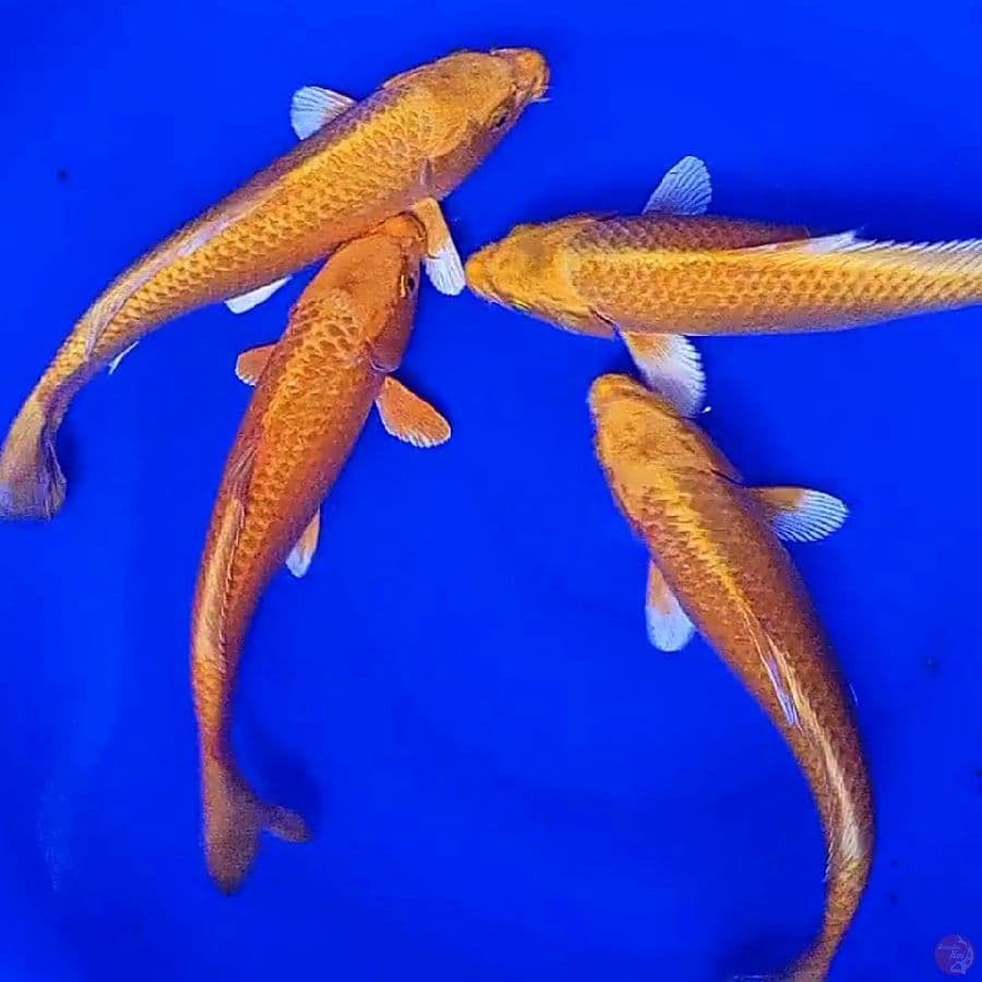 Paket 4  yamabuki corn 30 cm