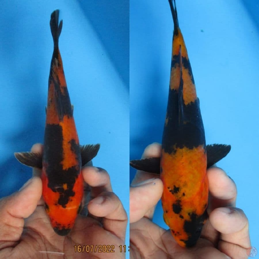 MKC KOI GRUB