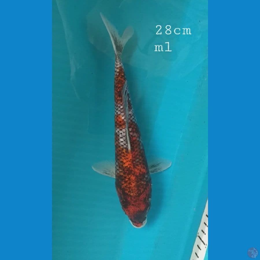 Benimatsukawabake 28cm/ml