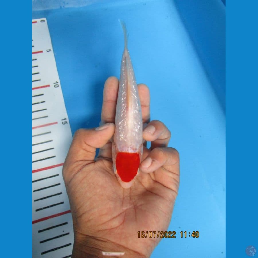 MKC KOI GRUB
