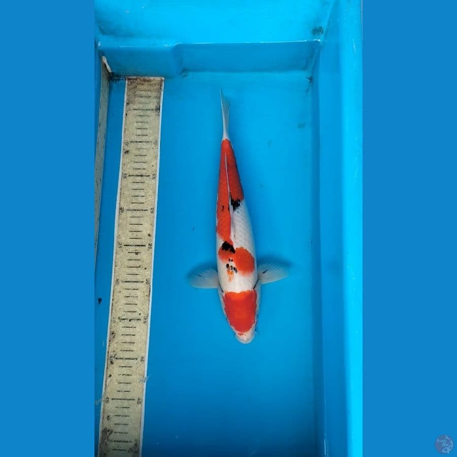 Sanke 34cm