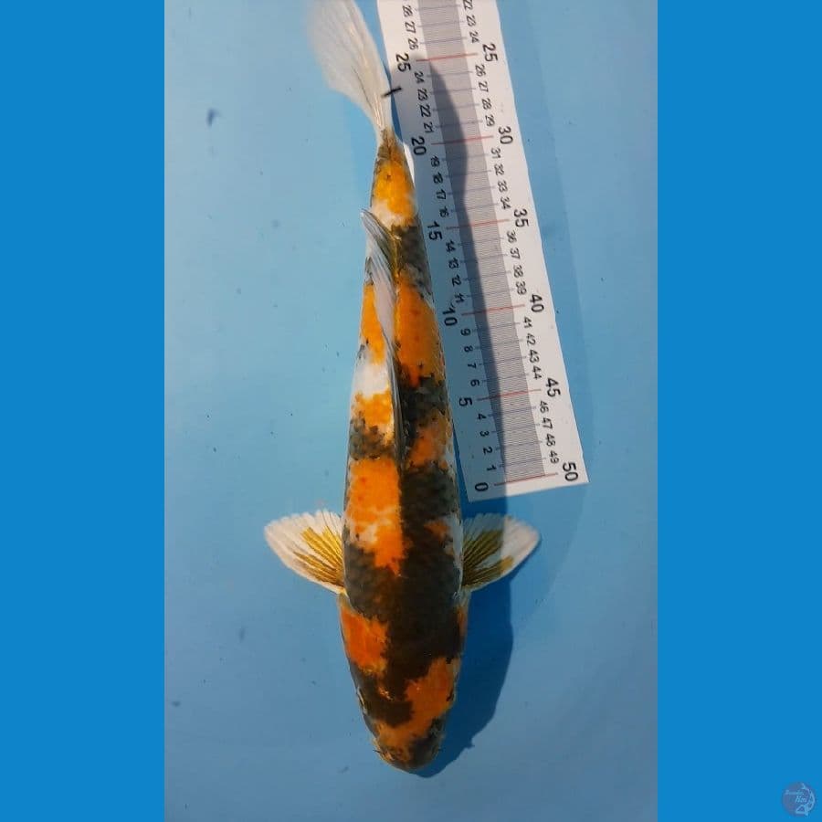 KIN SHOWA HQ, BULLKY 47CM