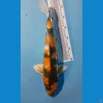 KIN SHOWA HQ, BULLKY 47CM