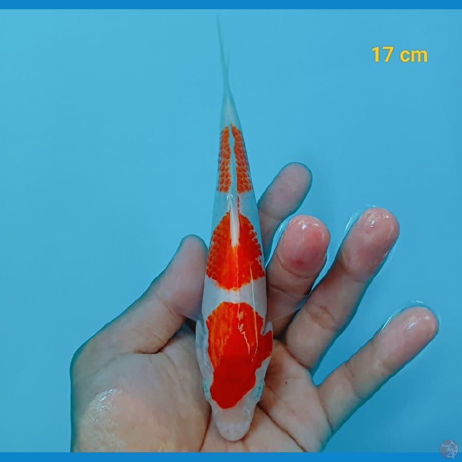 sandan 17 cm