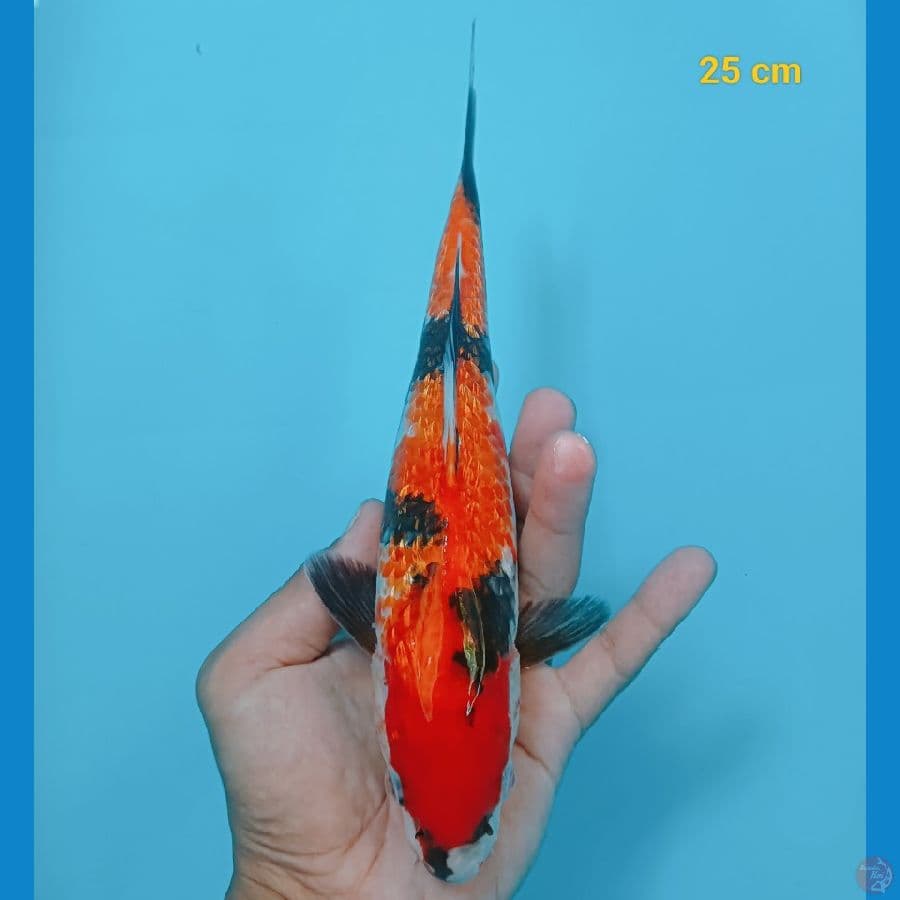 Showa ginrin 25 cm