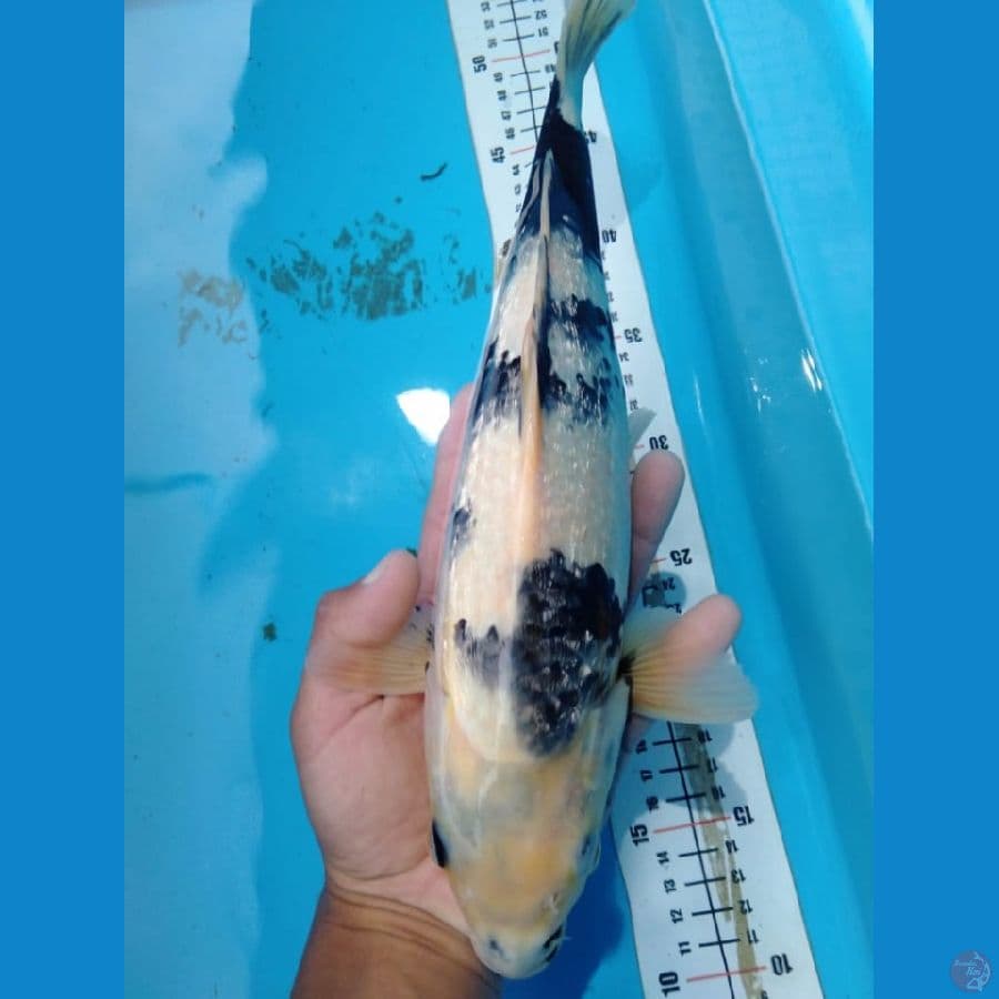 Shiro Ginrin Jantan 35cm HQ calon artis