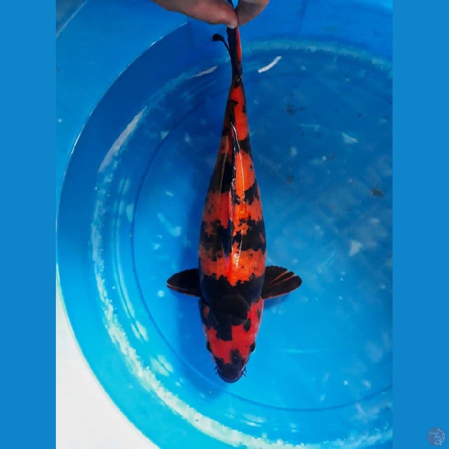 hi utsuri strong tembus female 34 cm 