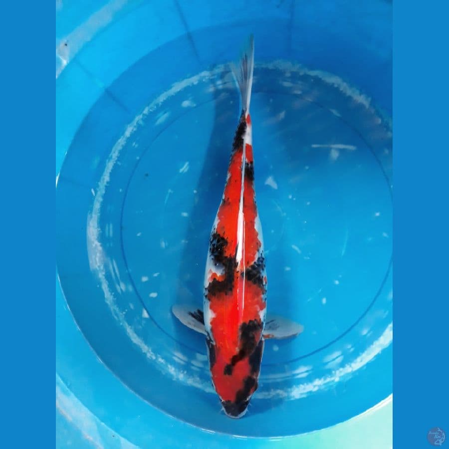 showa jumbo female 42cm