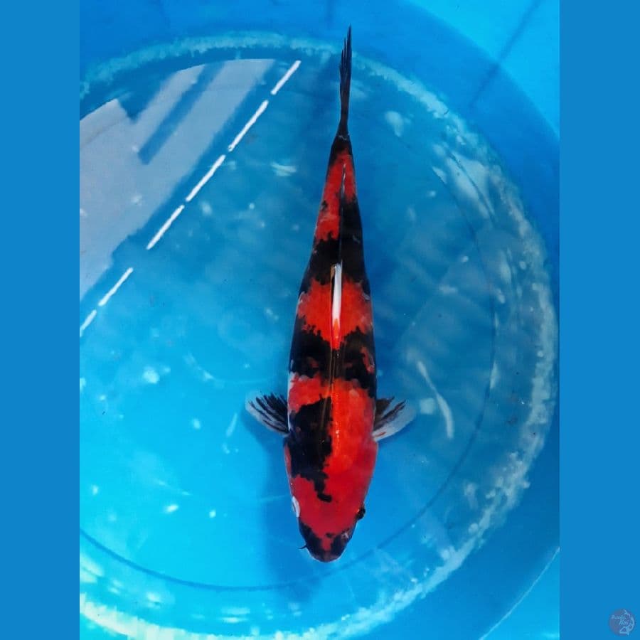 HI SHOWA strong 32cm female 