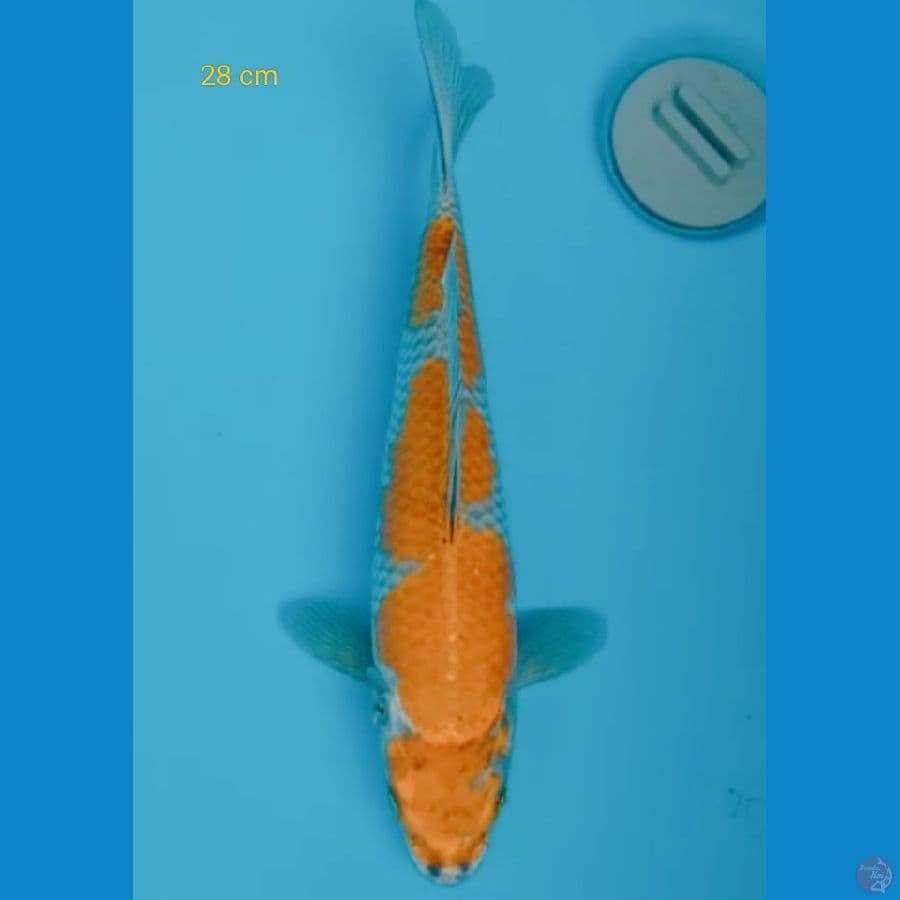 Kogane inazuma 29 cm