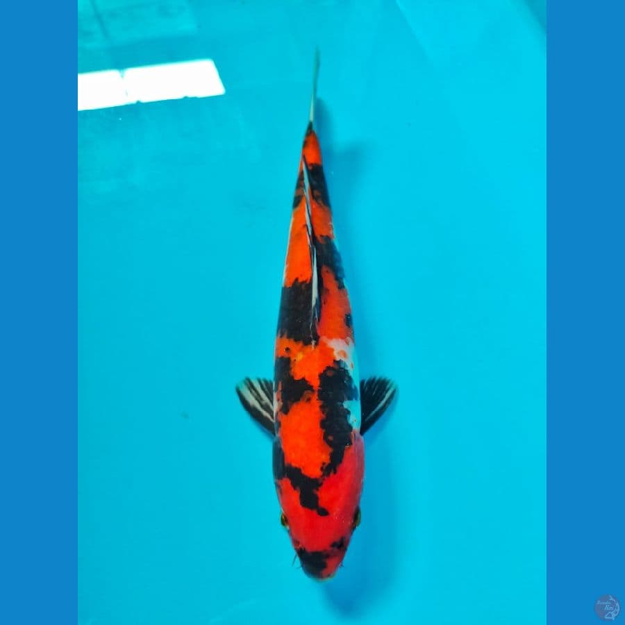showa 31cm 