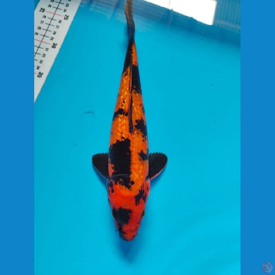 male 29cm