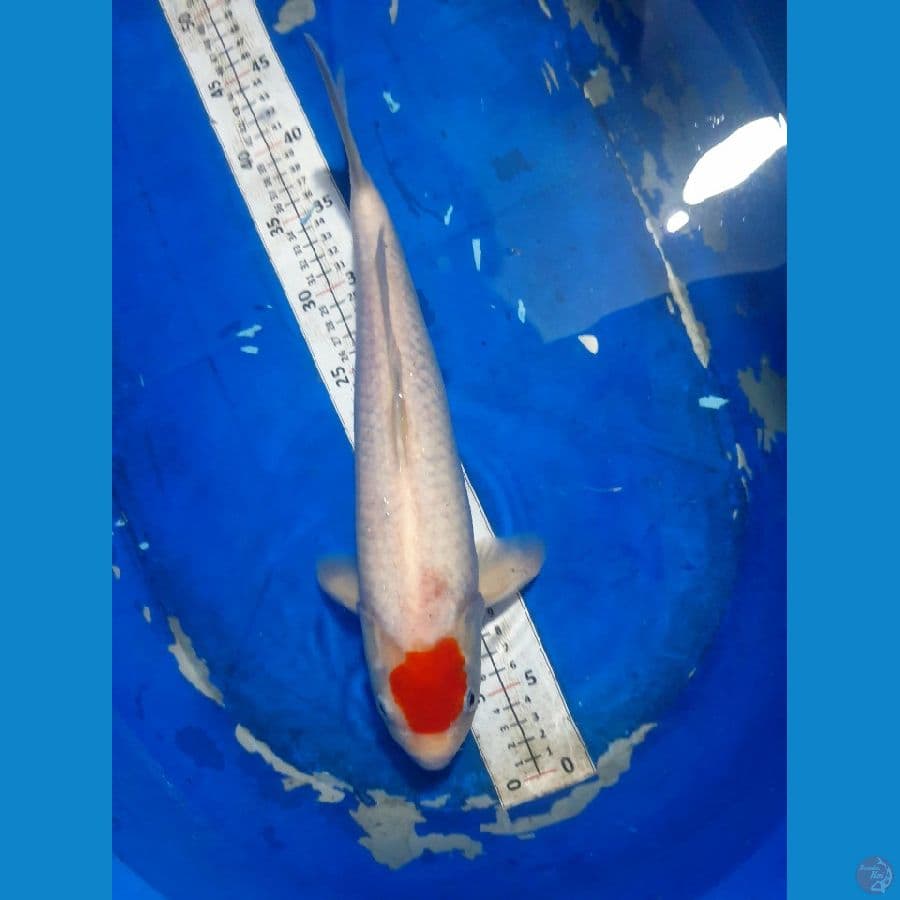 Tancho Original Jantan 39cm