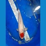 Tancho Original Jantan 39cm