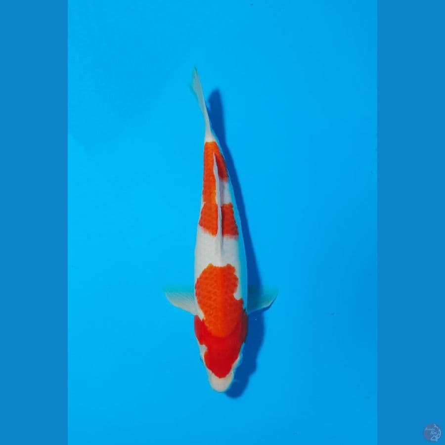 KOHAKU 34CM