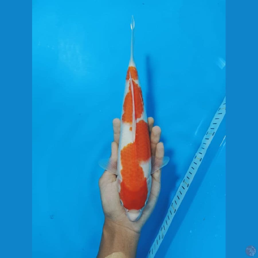 KOHAKU 30CM