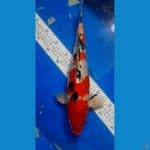 Sanke strong jantan 40cm