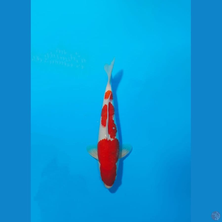 KOHAKU 27CM