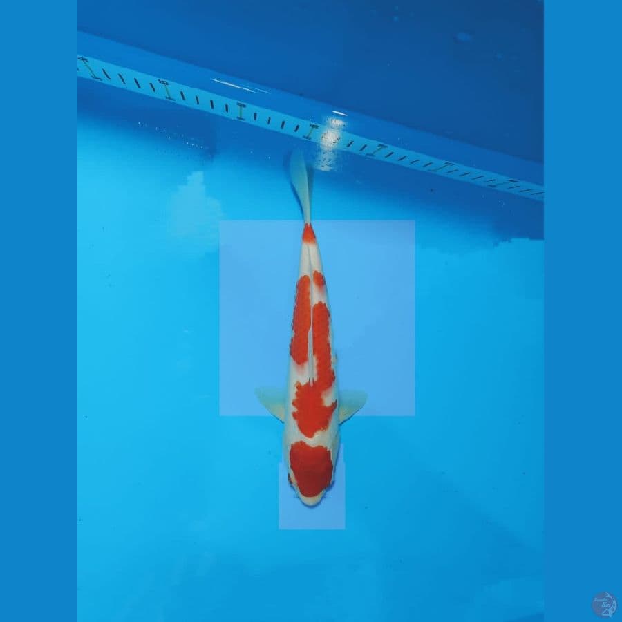 KOHAKU 27CM