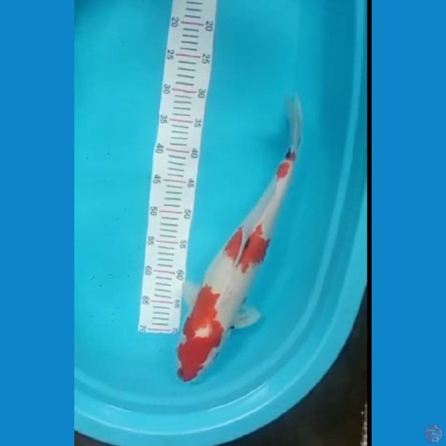 showa tategoi cewek 48cm