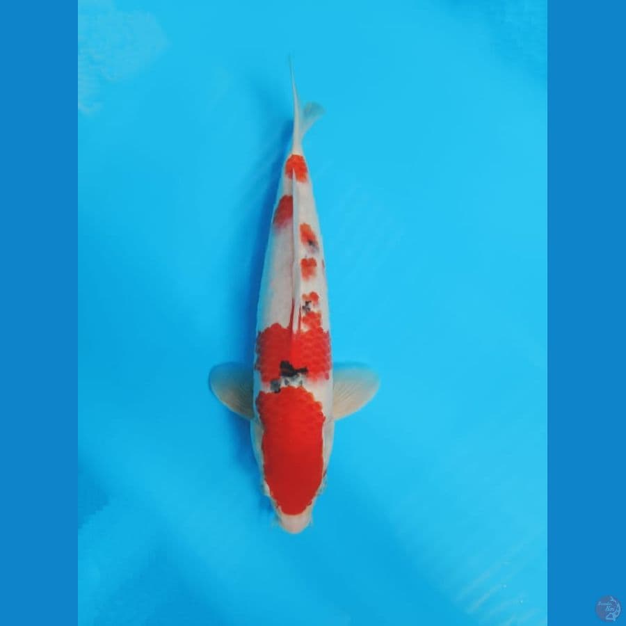 SANKE 32CM
