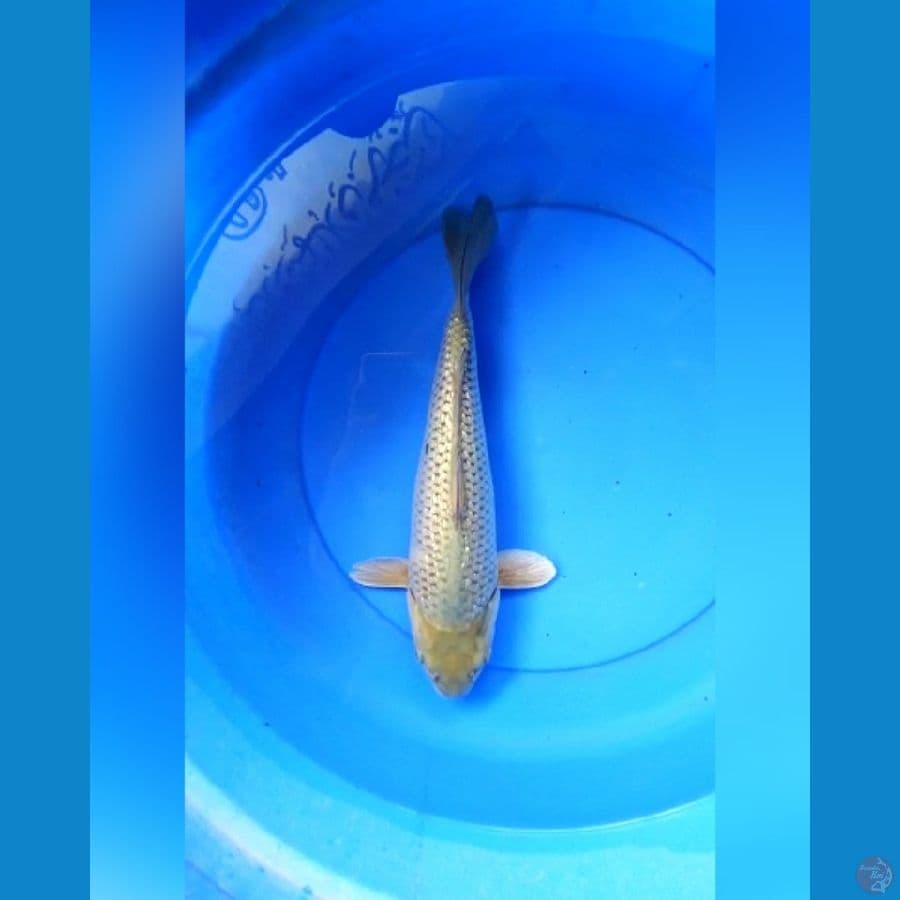 Soragoi full ginrin 35 cm