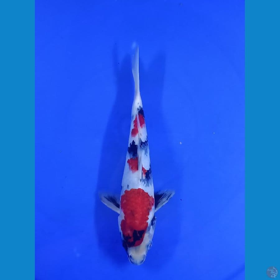 showa 23 cm