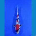 showa 23 cm