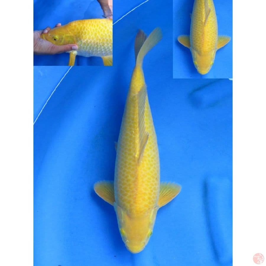 44cm , Bulky - Male Karashi No bocor
