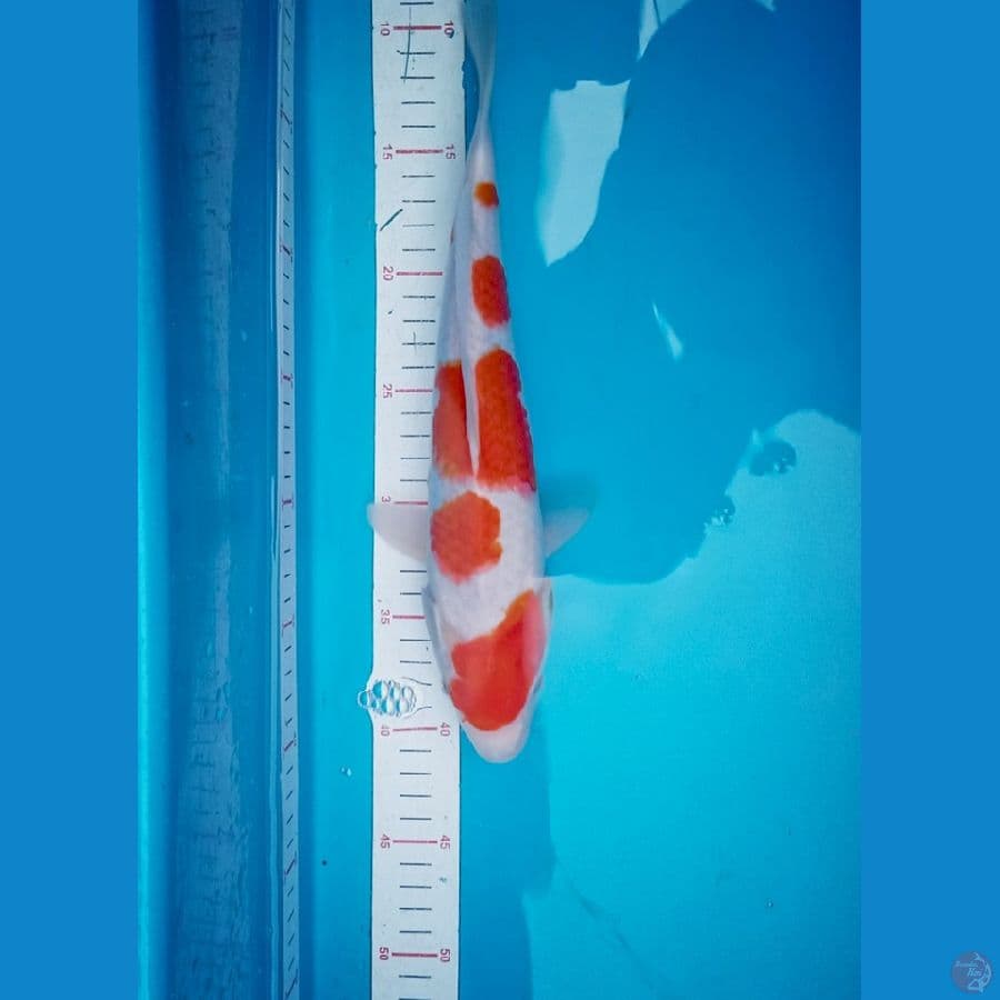 kohaku sq 34 cm