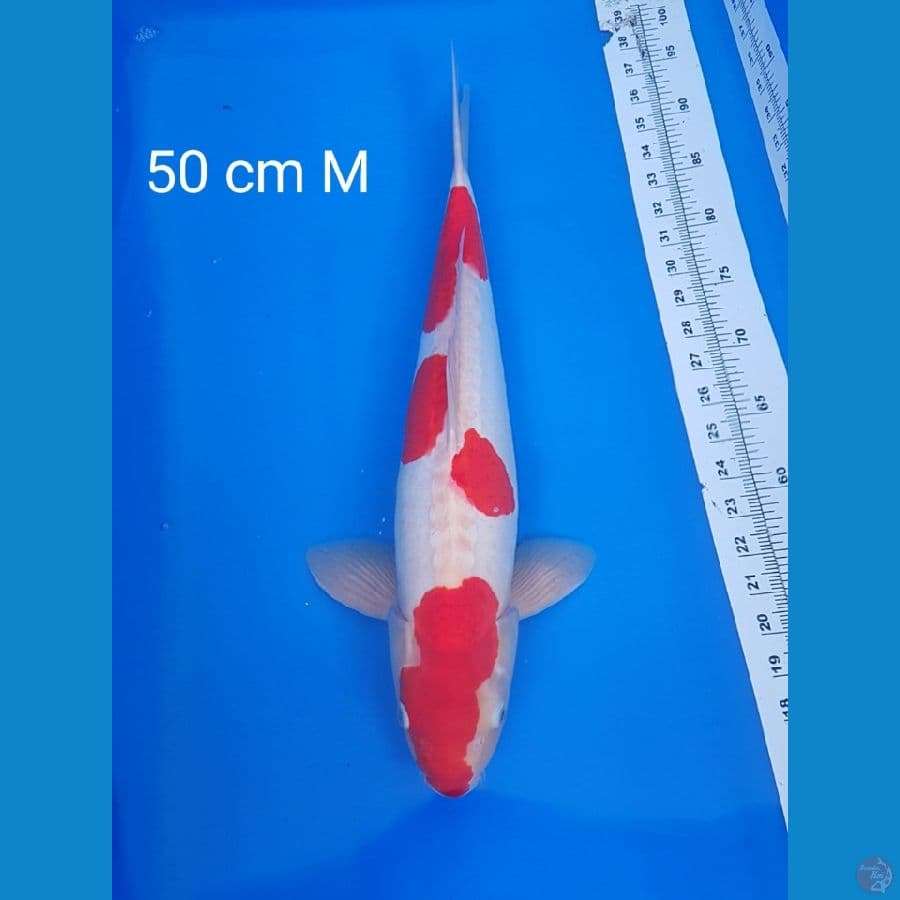 DOITSU 50 CM MALE