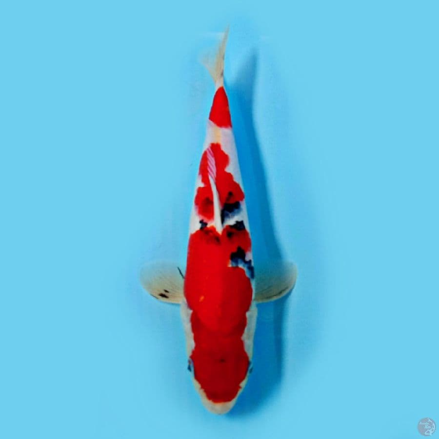 ORIGINAL SANKE RED STRONG 30CM MALE