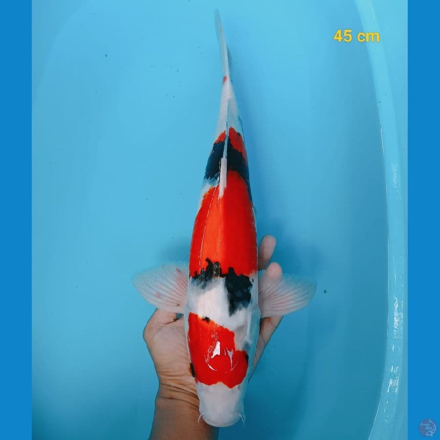 Male 45 cm