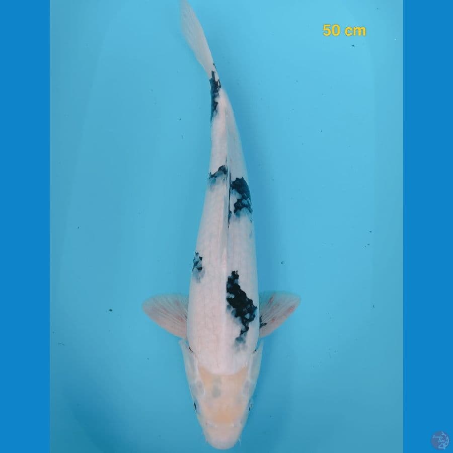 male 50 cm
