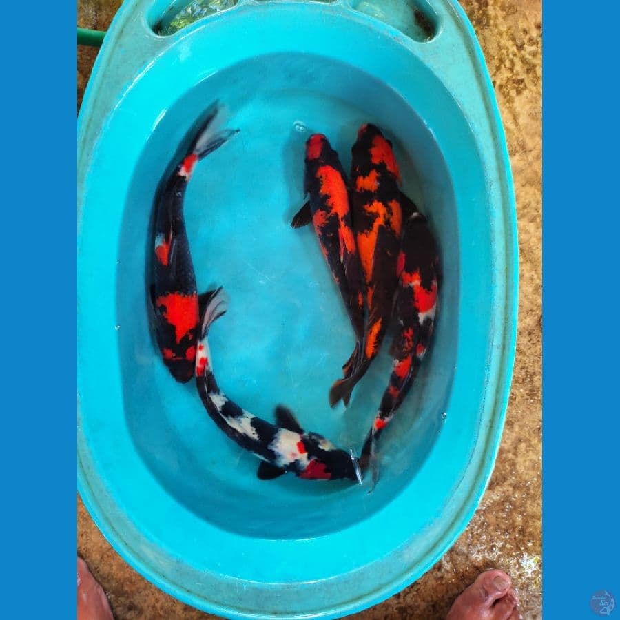 33 cm 34 cm mix