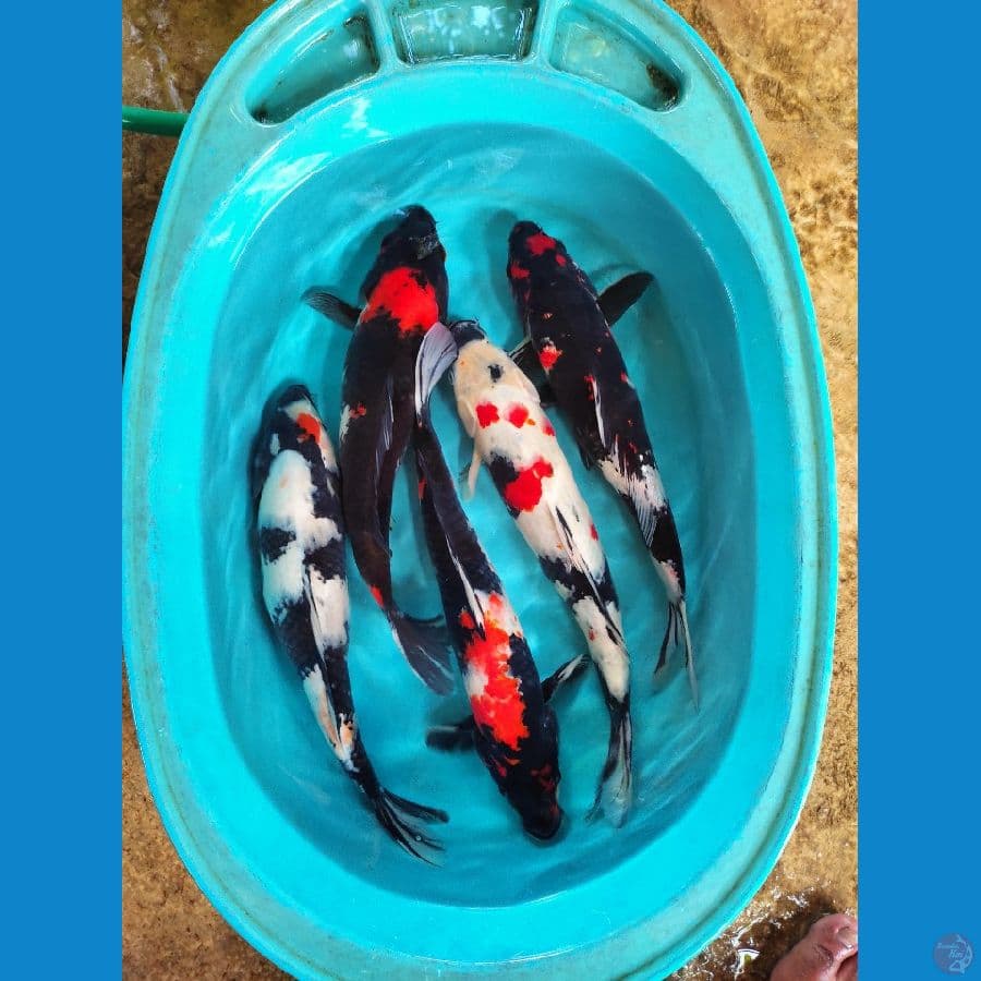 35-35 cm mix