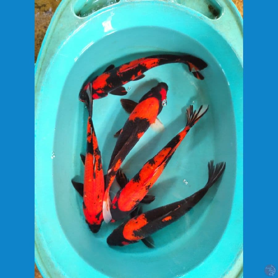 33-35 cm utsuri