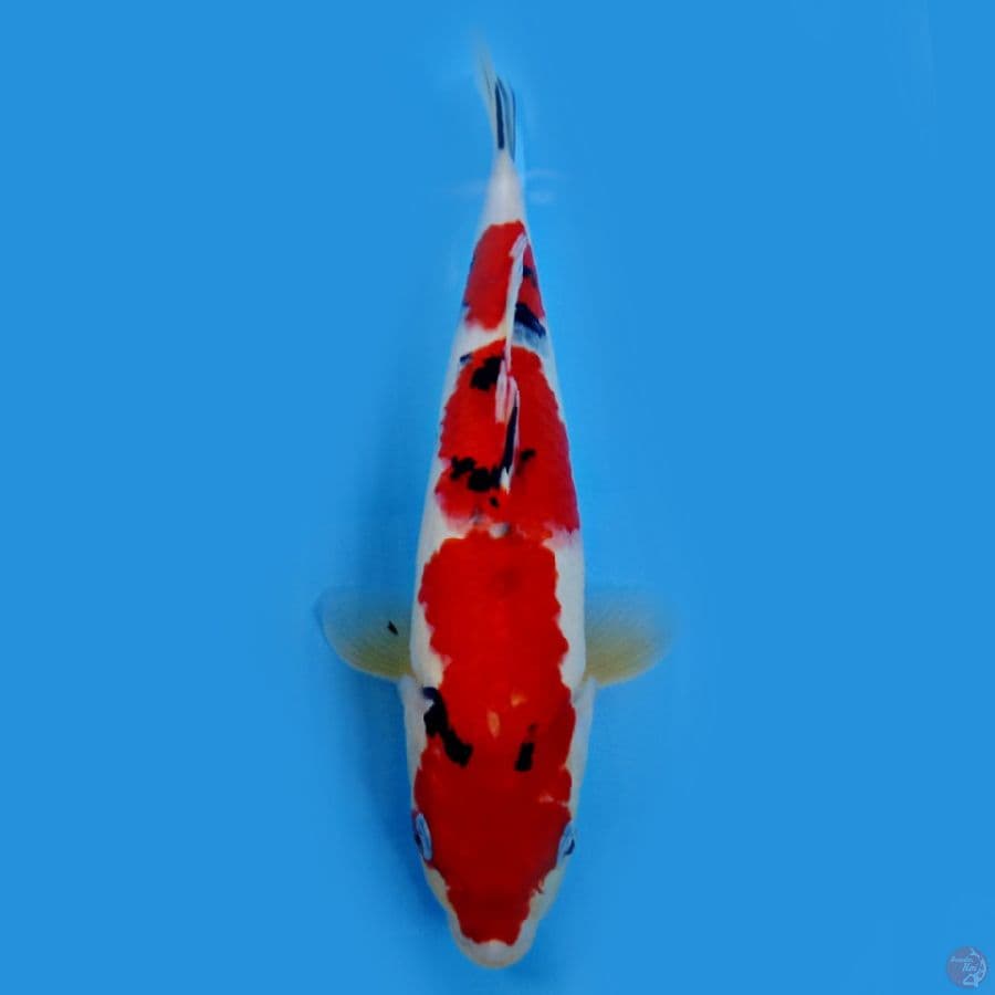 RED STRONG SANKE 32CM